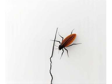 바퀴벌레 방지 솔루션